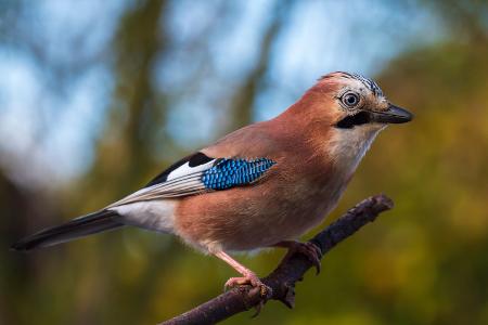 So lassen sich Gartenvögel richtig erkennen